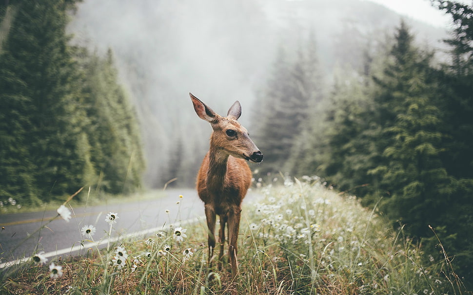 brown deer walking near road during daytime, photography, landscape, wildlife, pine trees HD wallpaper