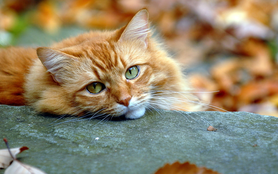 orange Tabby cat laying on gray concrete board HD wallpaper