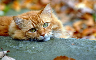 orange Tabby cat laying on gray concrete board