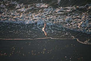 gray bird, seagulls, waves