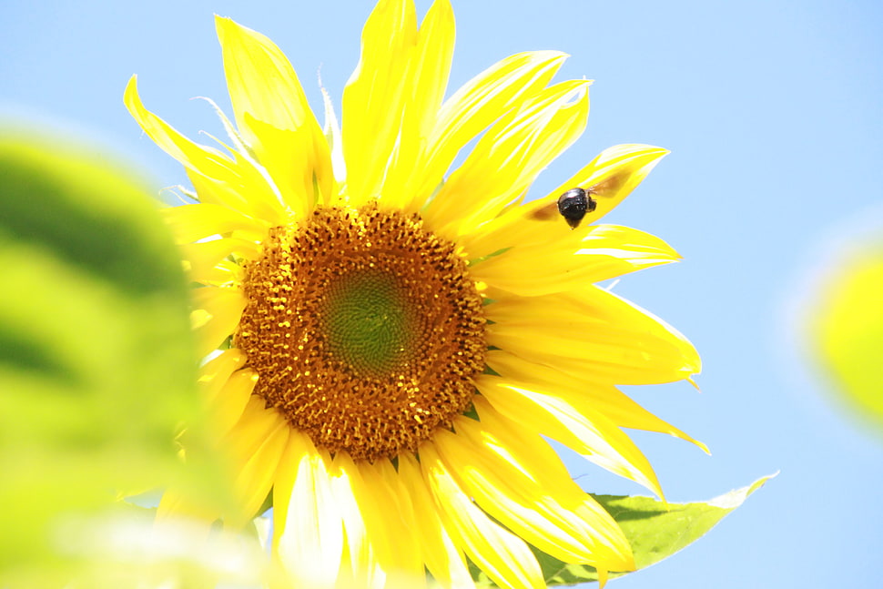 black bee on sunflower macro shot photography HD wallpaper