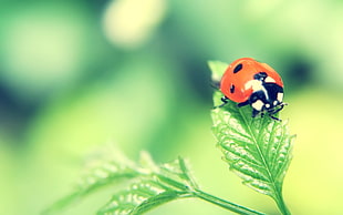 macro photography of a red and black Coccinellidae ladybug on green leaf