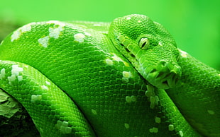 close up photo of a green snake