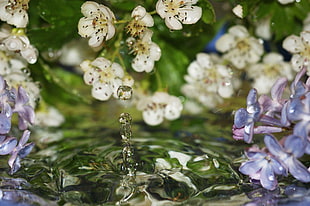water drop near white and purple flowers