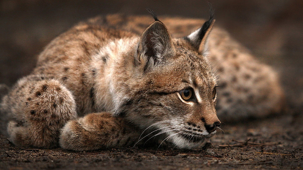 brown wild cat, animals, cat, lynx HD wallpaper