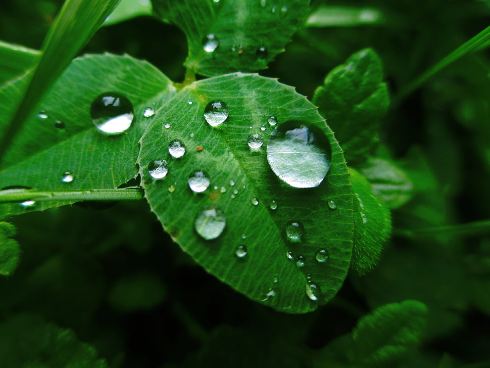 selective focus photography of green leaf plan HD wallpaper