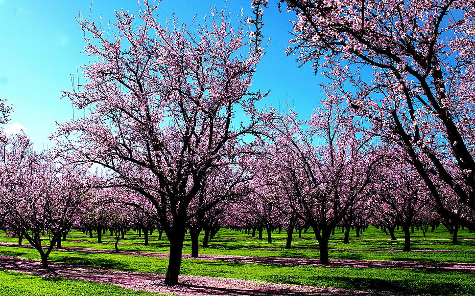 landscape photography of cherry blossom trees during daytime HD wallpaper