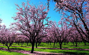 landscape photography of cherry blossom trees during daytime