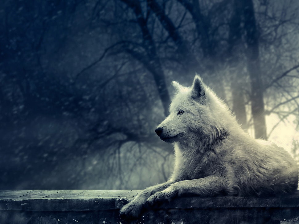 white wolf illustration, animals, wolf, trees, plants HD wallpaper