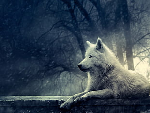 white wolf illustration, animals, wolf, trees, plants