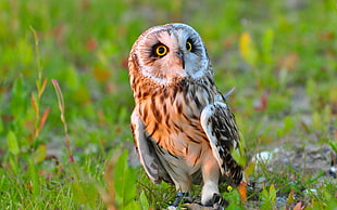 tilt lens photo of brown and white owl