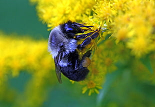 Carpenter Bee perched on yellow petaled flower