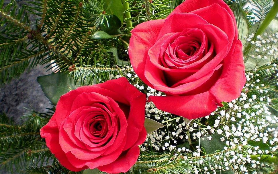 two red roses close-up photo HD wallpaper