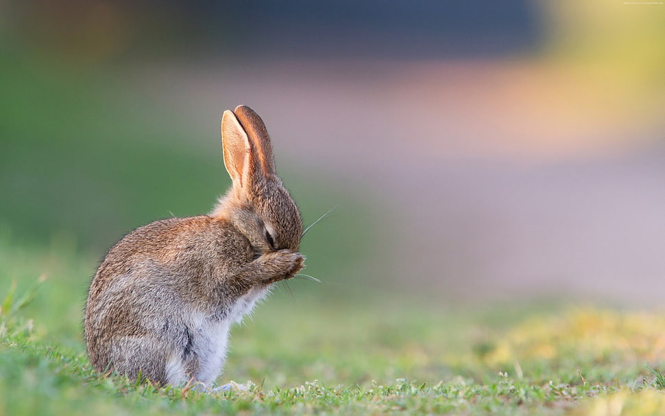 brown rabbit on green field HD wallpaper