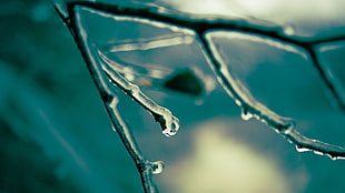 selective photography of dew on twig HD wallpaper
