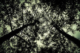 silhouette photo of worm-eye photography of trees