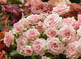 pink Roses bouquet HD wallpaper