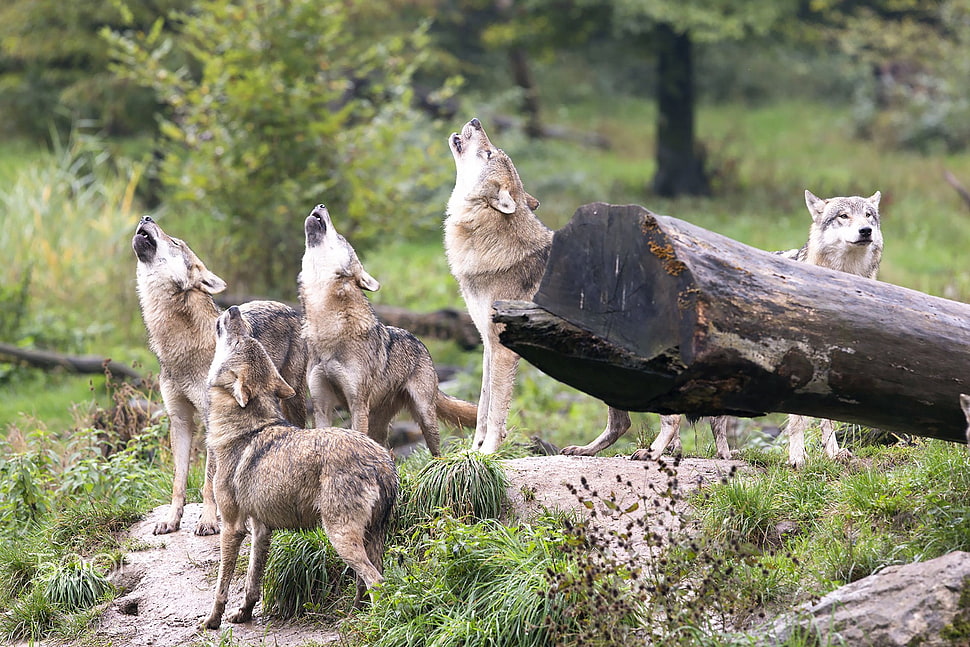 gray wolf, animals, wolf HD wallpaper