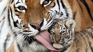 tiger illustration HD wallpaper