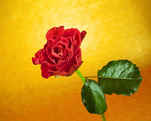 red rose drawing HD wallpaper
