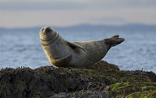 seal on top of gray rock