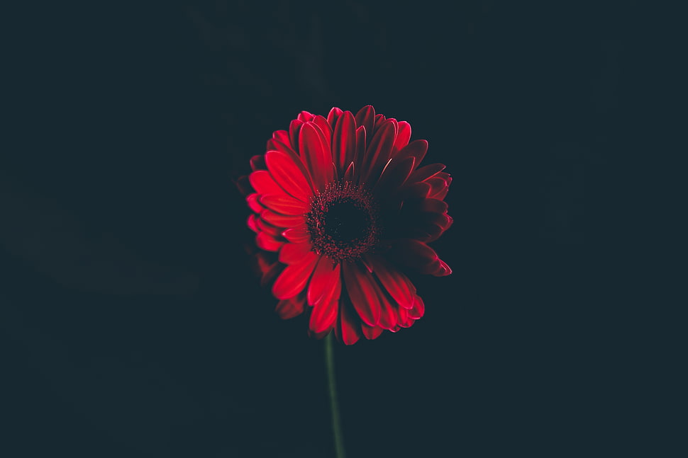 red sunflower photo HD wallpaper