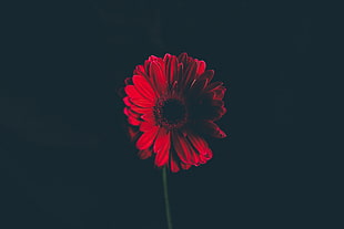red sunflower photo