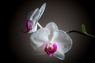close up focus photography of white-and-pink Moth Orchid Flowers