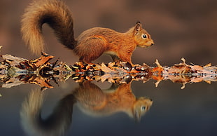 brown squirrel walking on withered leaves near body of water showing own reflection