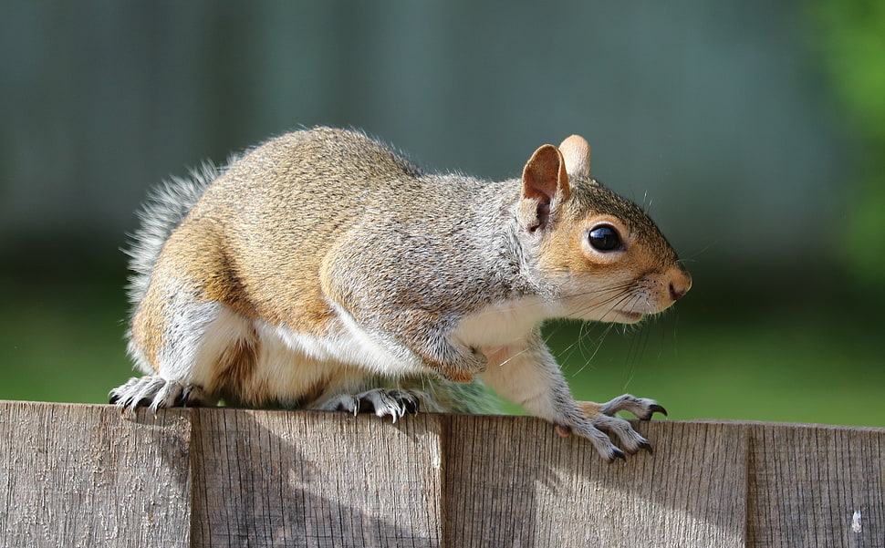 brown and black Squirell walking on fence HD wallpaper