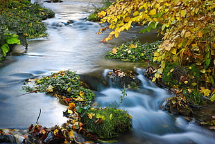still life photo of flowing river with dried leaves HD wallpaper