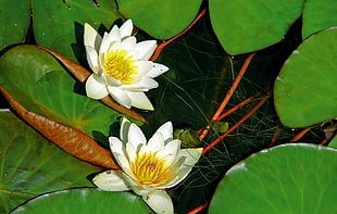 two white Lotus flowers HD wallpaper