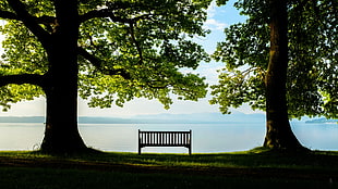 brown bench, photography, nature, bench, trees