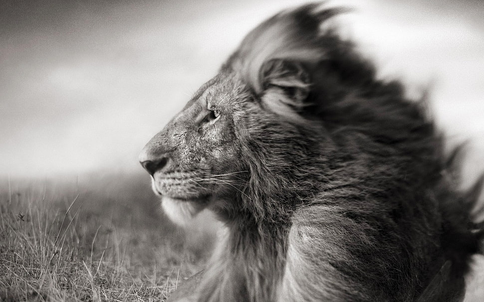 grayscale photo of lion HD wallpaper