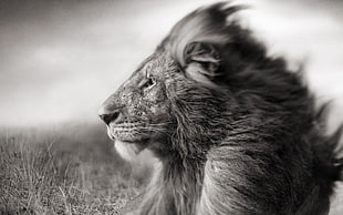 grayscale photo of lion