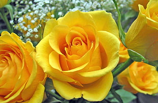 shallow focus photography of yellow roses
