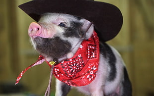 white and black compact pig wearing red bandanna and cowboy hat