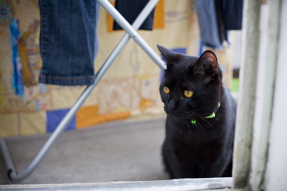 black cat near blue jeans HD wallpaper
