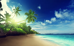 coconut trees, beach, sand, palm trees, tropical