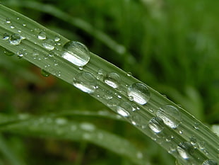 water droplets on green leaf HD wallpaper