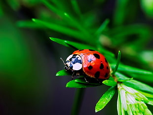 shallow focus photography of ladybug on green leaves