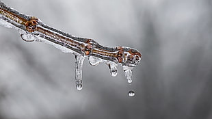 selective focus of water droplets HD wallpaper