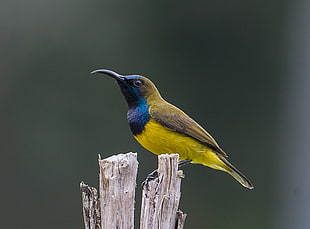 yellow and green long-beak bird perched on tree twig, olive-backed sunbird