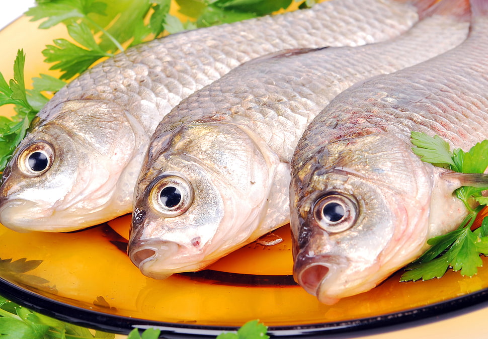 three gray fish in orange plate HD wallpaper
