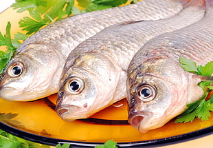 three gray fish in orange plate