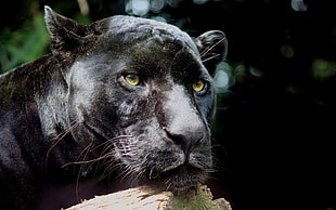 close up photography of black hunter