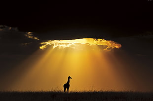 giraffe under brown and black clouds photo