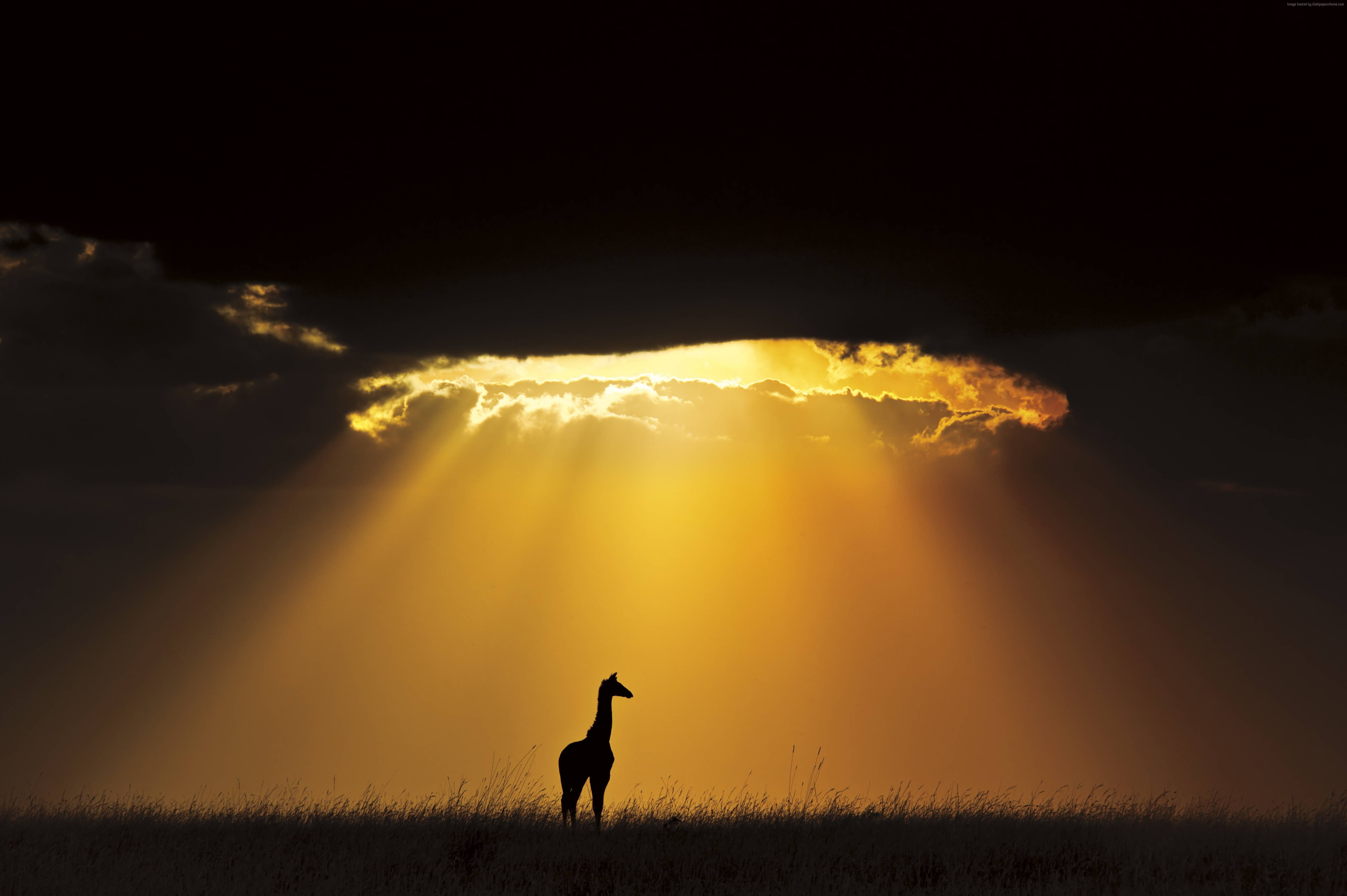 giraffe under brown and black clouds photo