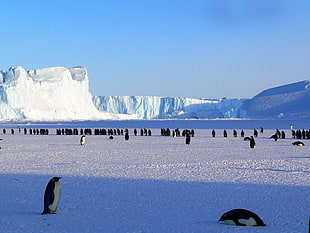 penguins near mountain covered by snow during daytime