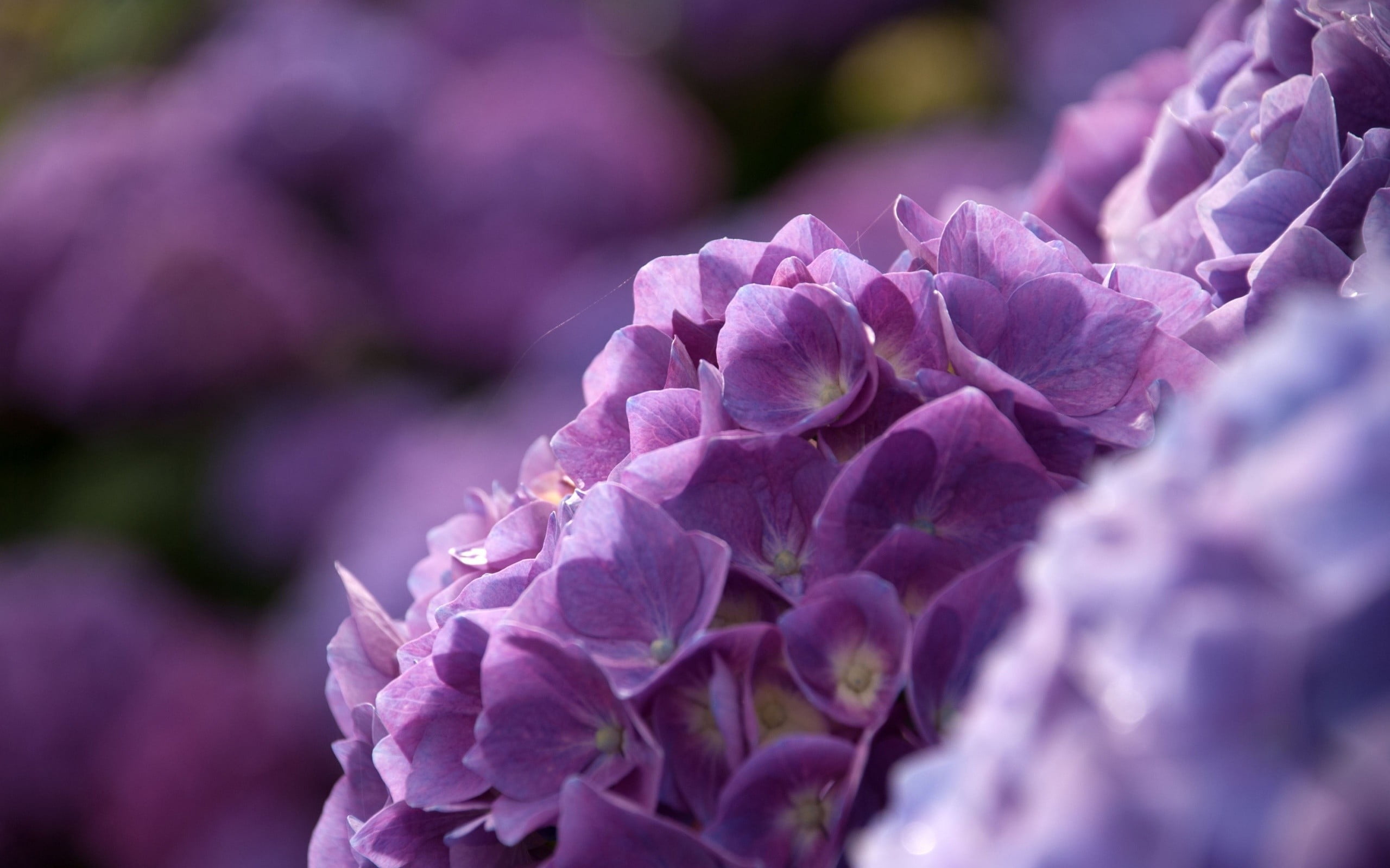 closeup photography of purple Hydrangea flowers HD wallpaper.